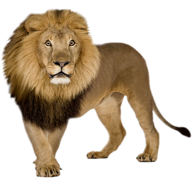 Transparent Lion Png Images Download