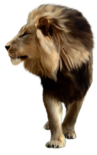 Transparent Lion Png Images Download hd