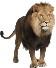 Transparent Lion Png Images HD Download