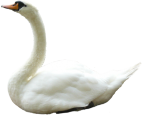 Transparent Swan PNG Full HD Image