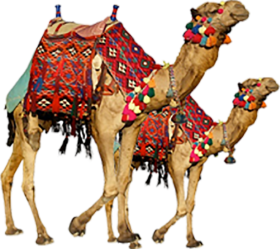 Two Camel PNG Images Download HD