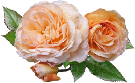Two Flowers Png Hd Download