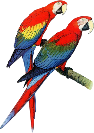 Two Parrot Free PNG HD download