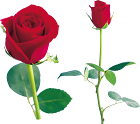Two Red Rose Flower PNG Images Hd