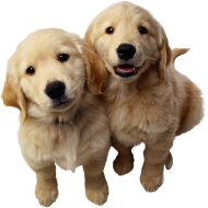 Two Small Cute Puppy Dog PNG Images