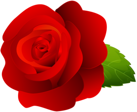 Vector Red Rose Flower PNG Download