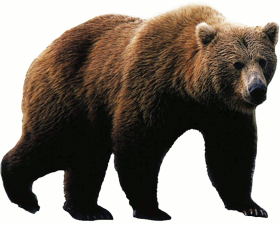 Walking Bear HD PNG Images Download