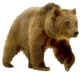 Walking Brown Bear PNG Images Download