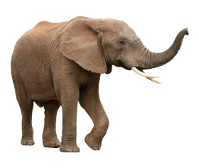 Walking Elephant Png Download