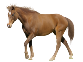 Walking Horse Transparent PNG Images