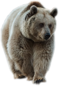 White Bear Walking PNG Images Download