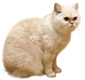 White Cat PNG Full Hd Download