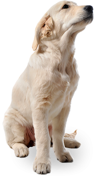 White Dog Sitting PNG Images Hd