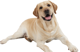 White Dog Transparent PNG Images