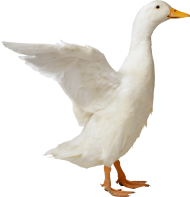 White Duck Transparent PNG