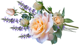 White Flower Png Images Download