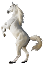 White Horse Transparent PNG Images