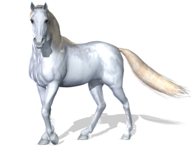 White Horse Transparent PNG Images Hd