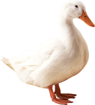 White Little Duck Transparent PNG