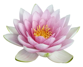 White Lotus Flower PNG Download