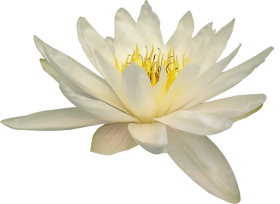 White Lotus Flower PNG Download HD