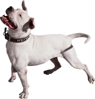 White Pitbull Dog PNG Images Download
