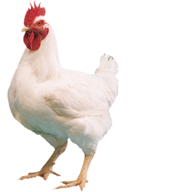 White Poultry Chicken Transparent PNG