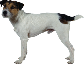 White Real Stand Dog PNG Images HD