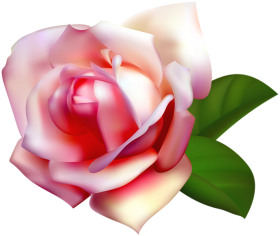 White Red Rose Flower PNG Hd