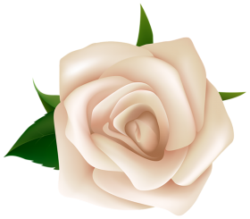 White Rose Flower HD PNG Image
