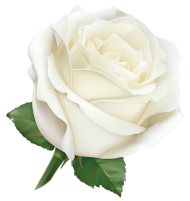 White  Rose Flower Single PNG HD