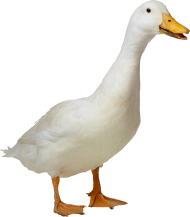 White Sitting Duck Transparent PNG