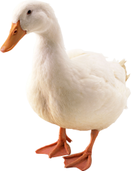 White Small Duck Transparent PNG