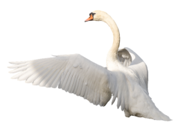 White Swan PNG Free images Full HD