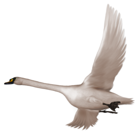 White Swan PNG Full HD For Photoshoot