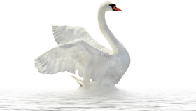 White Swan PNG Transparent Background Image