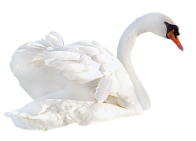 White Swan PNG Transparent Background Image