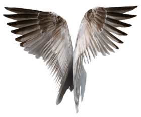 White Wings PNG Images Download