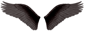 Wings PNG HD Quality For Photo Editing