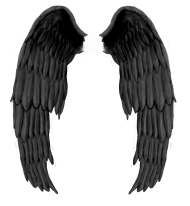 Wings PNG Images HD For Photo Editing
