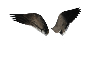 Wings PNG Pic Transparent Background