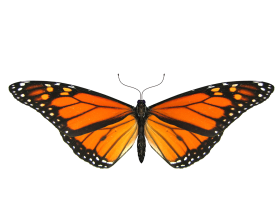 Yellow Butterfly Flying PNG Images Download
