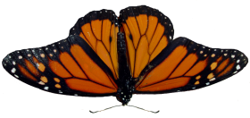 Yellow Butterfly Flying PNG Images HD