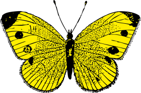 Yellow Butterfly Full HD PNG Images