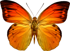 Yellow Butterfly PNG Images Download