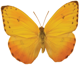 Yellow Color Butterfly PNG Images HD