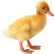 Yellow Duck Transparent PNG