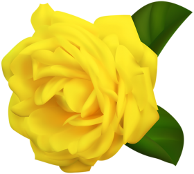 Yellow Rose Flower HD PNG Image