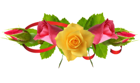 Yellow Rose Flower png Hd Rose PNG