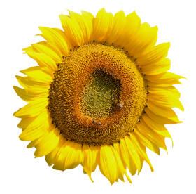 Yellow Sunflower Flower Png Transparent